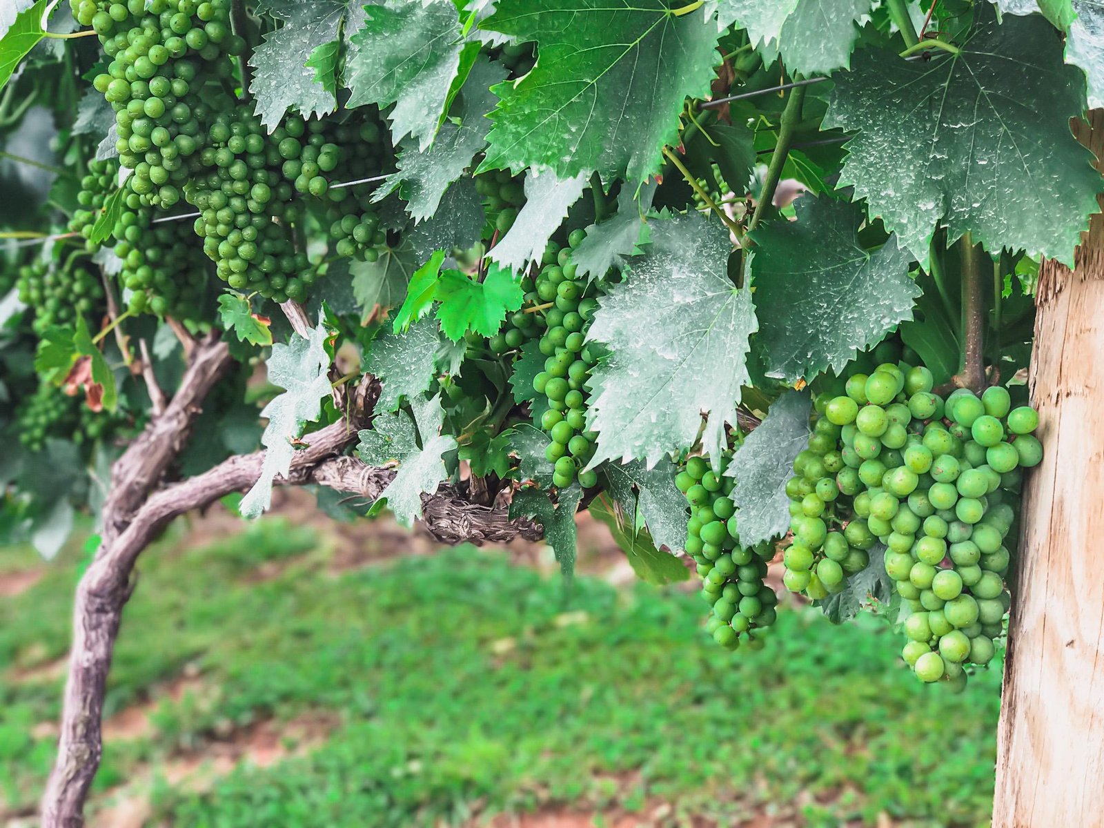 vineyards in helen georgia