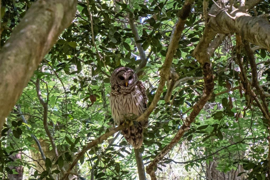 owls in rainbow springs state park