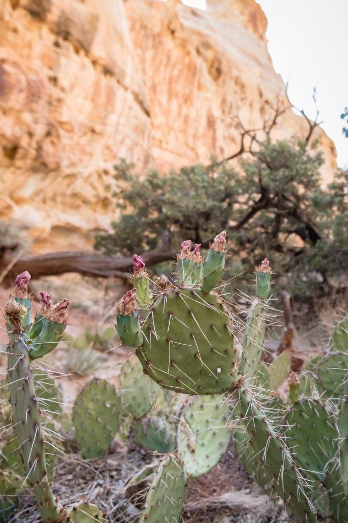 prickly pear cactus in capitol reef