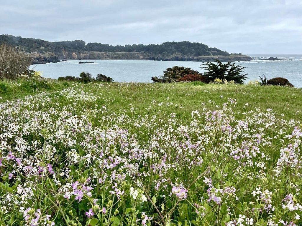 flowers and ocean in mendocino california
