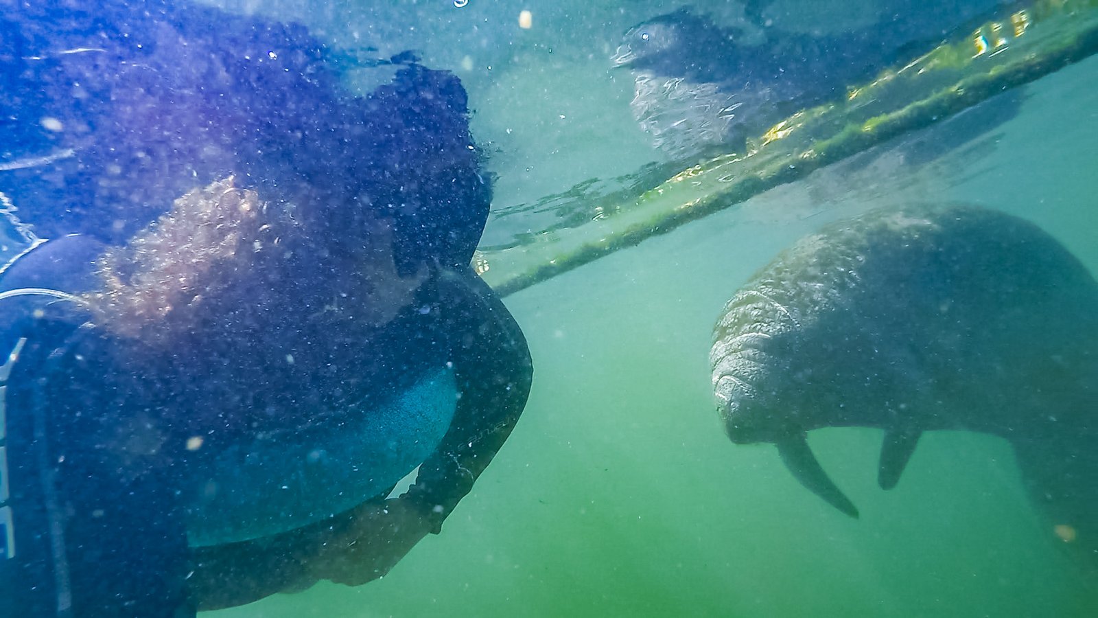 swim with manatees in crystal river