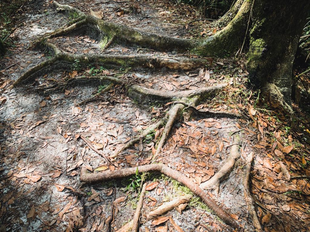 rooted trail on black bear wilderness area