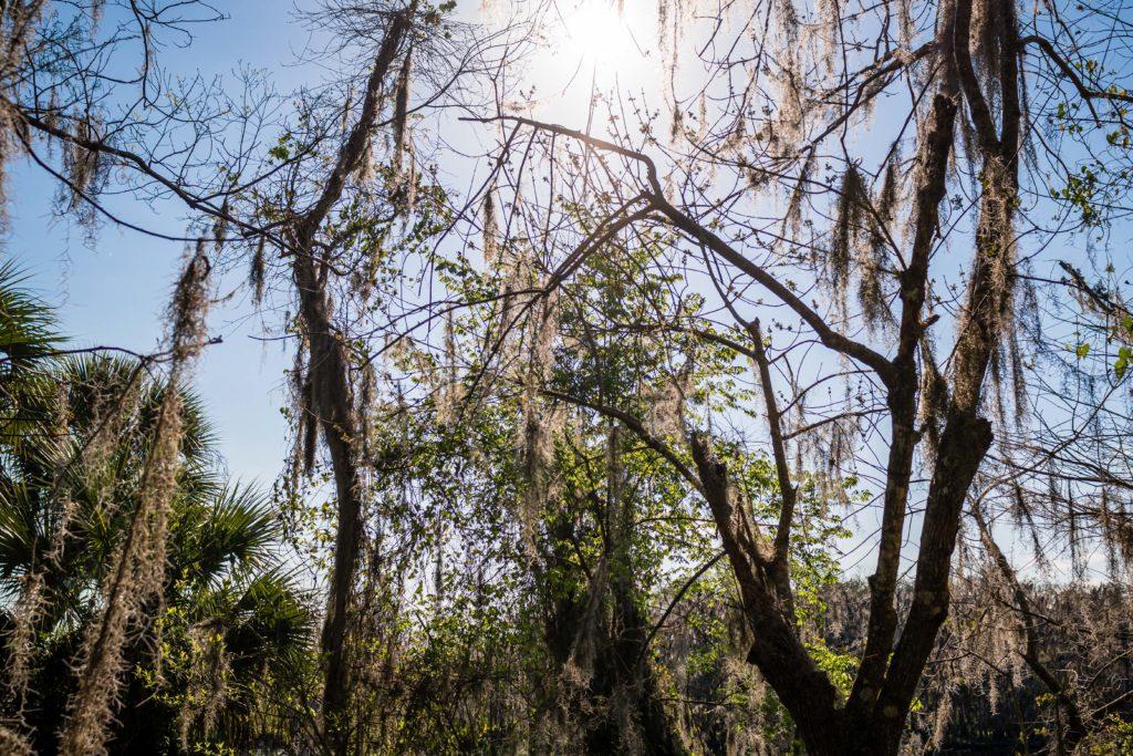 sun shinning through the moss trees