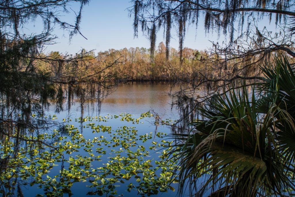 st john's river at the black bear wilderness area