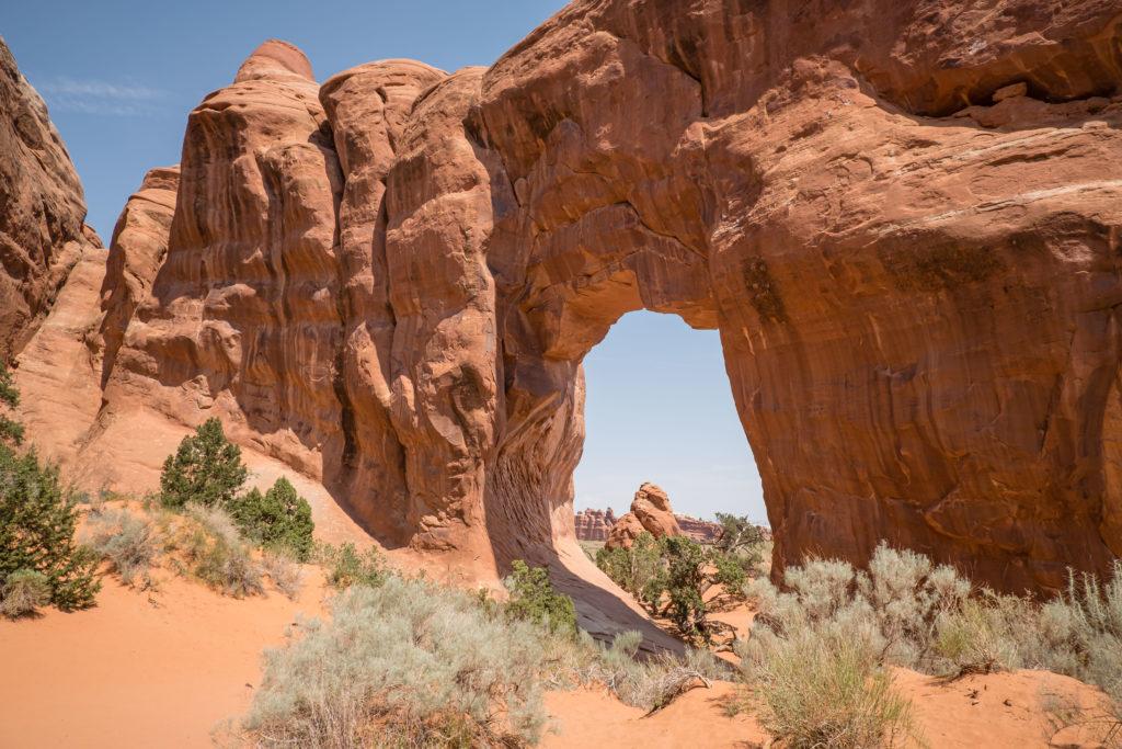 pine tree arch