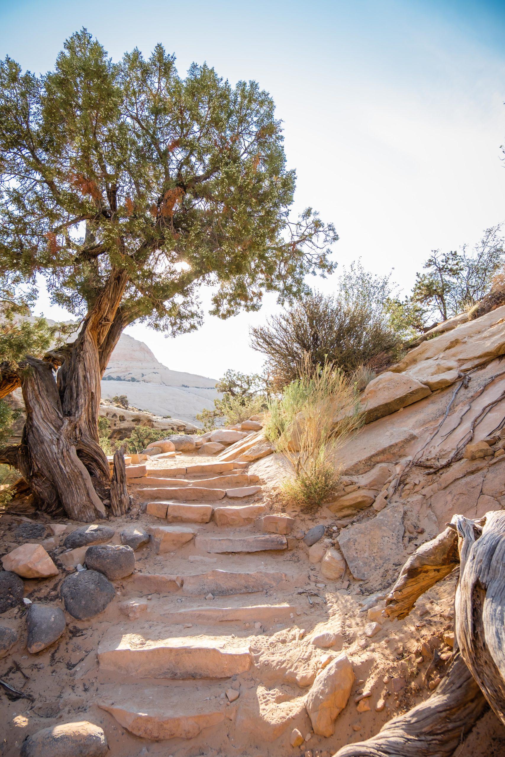 best hikes in capitol reef national park