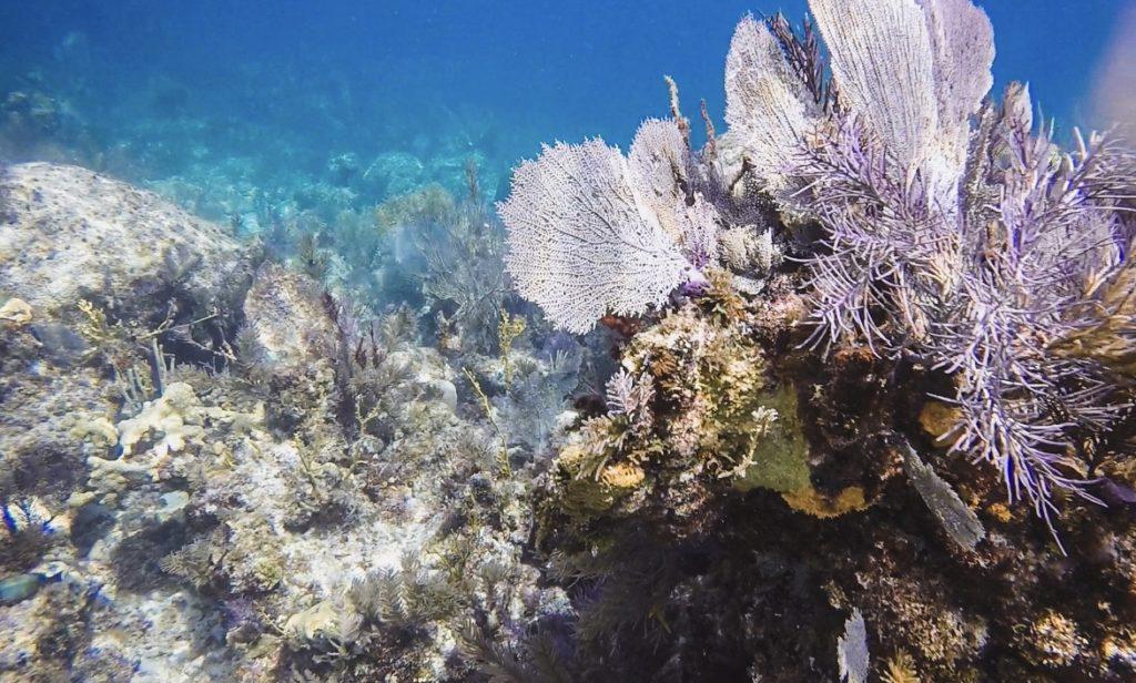 coral reefs in key largo