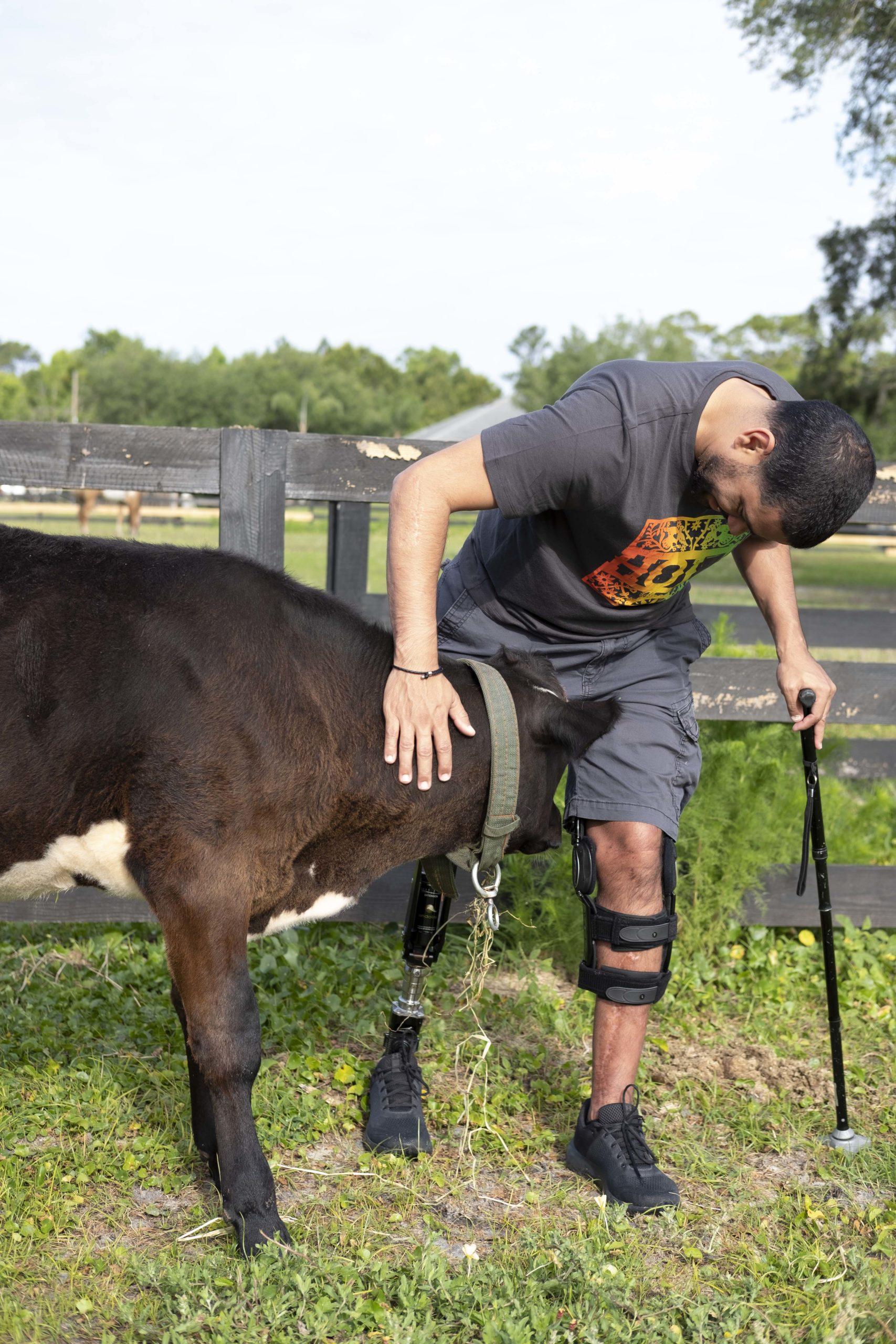 man petting baby bull at red horse ranch in sanford florida