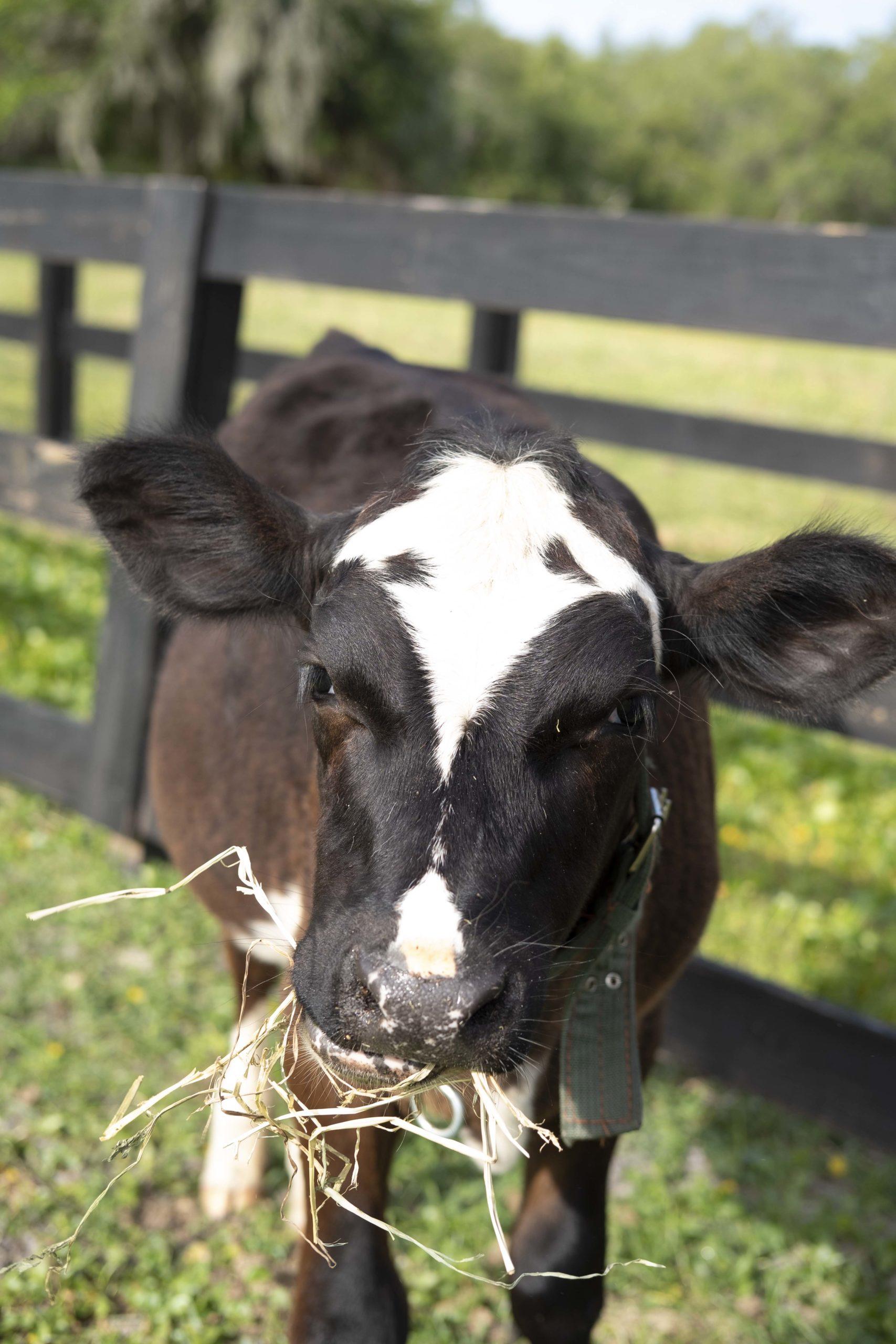 baby bull with mouth full of hay