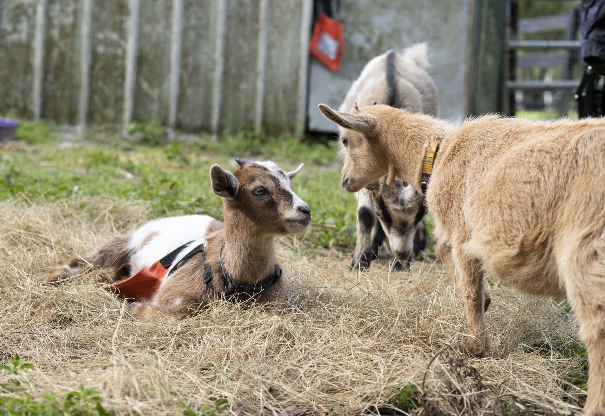 baby goats looking at each other