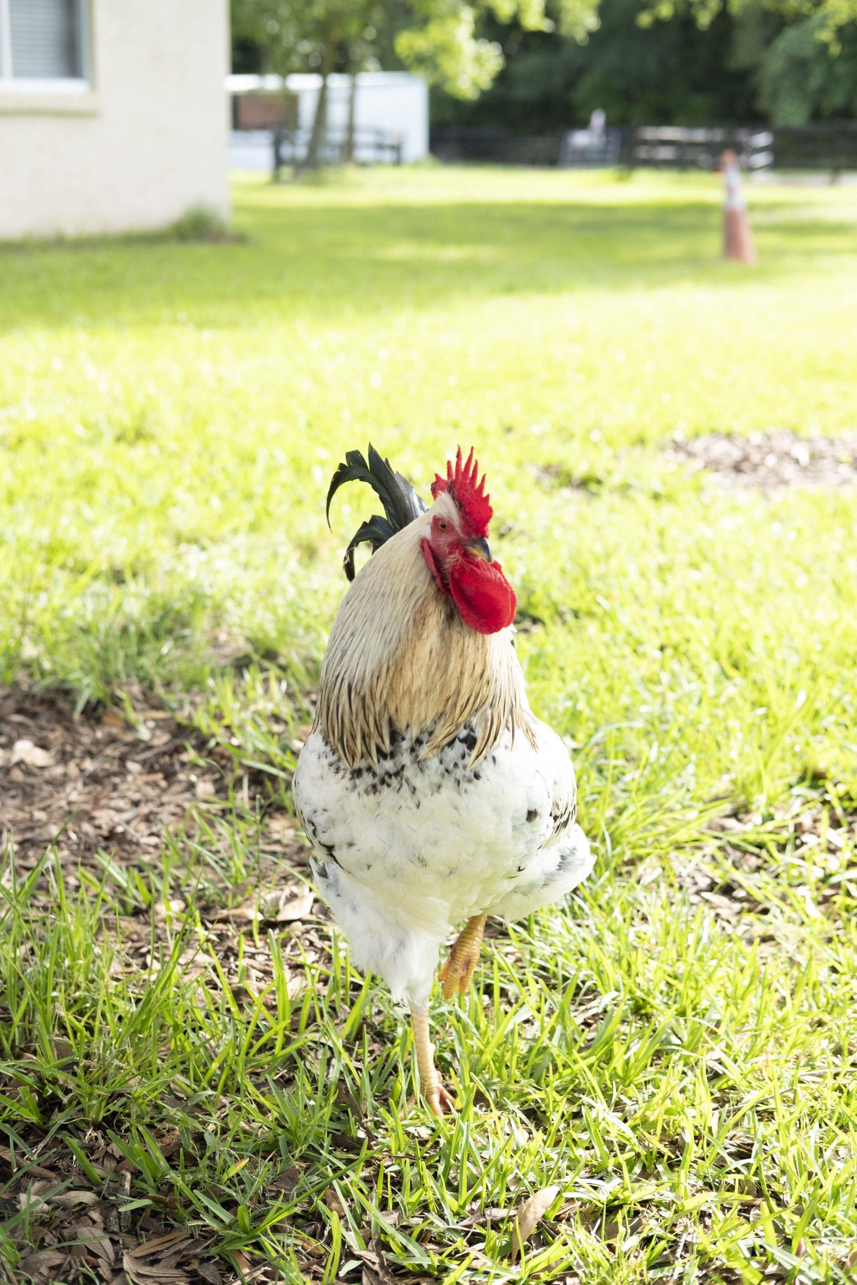 chickens at red horse ranch