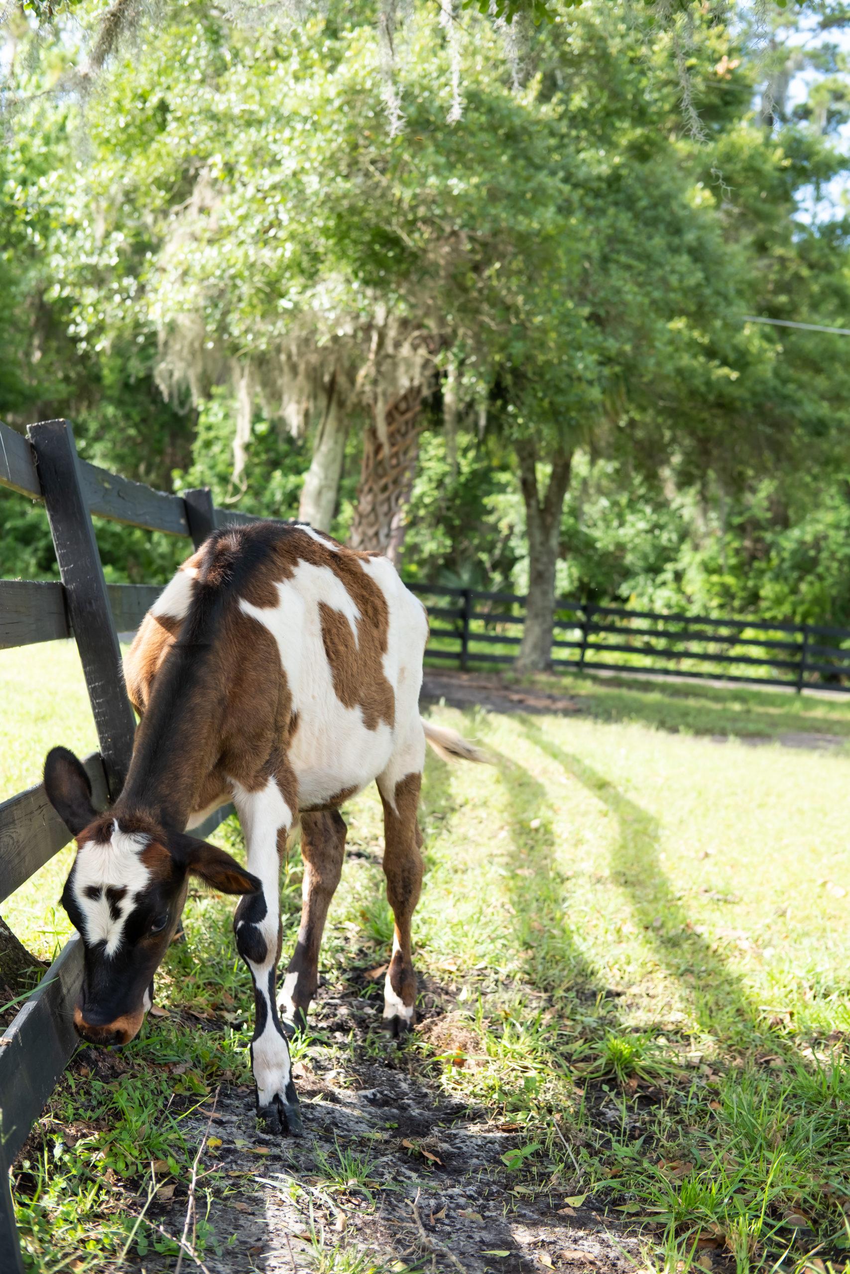 cows eating grass by the fence