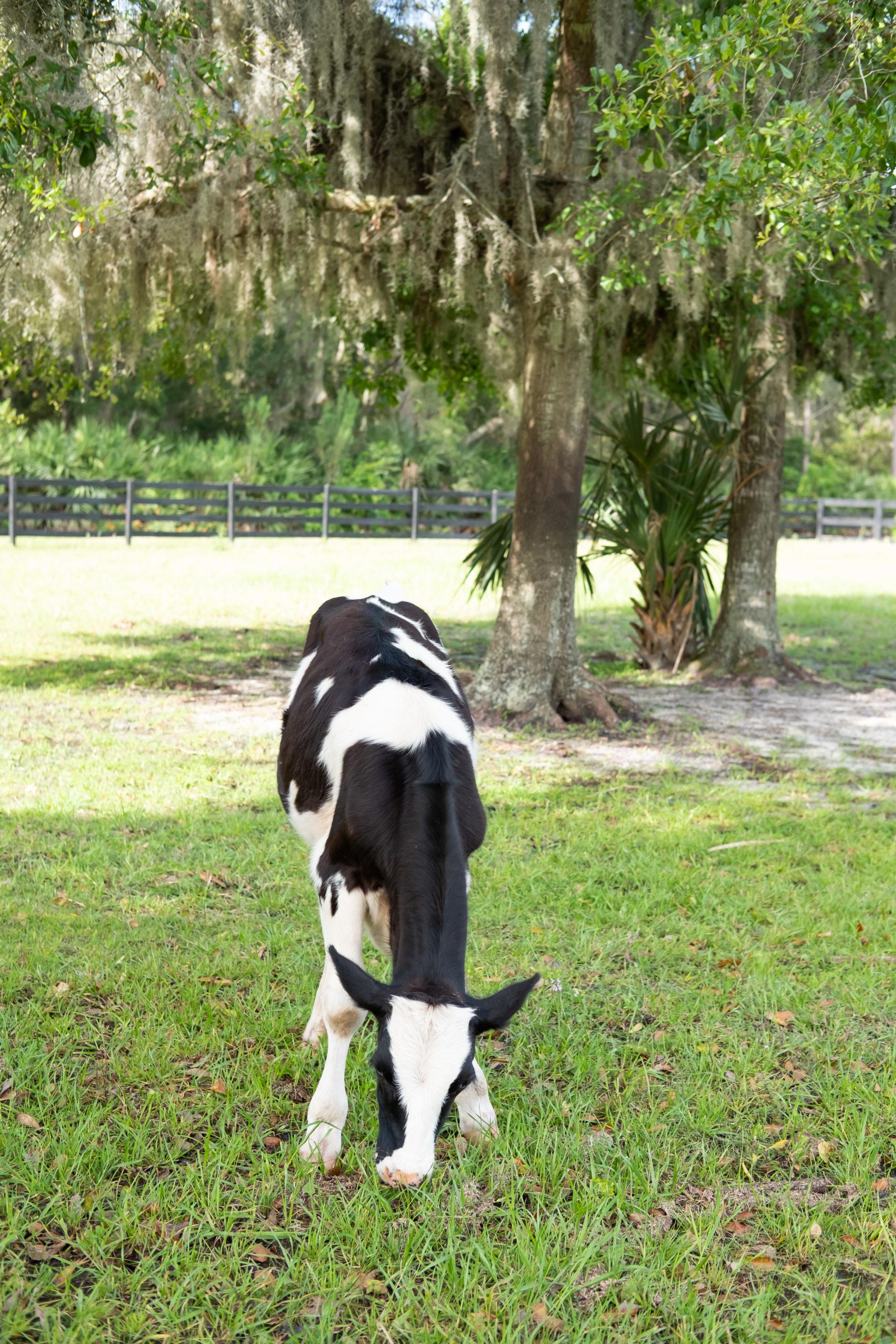 cows eating grass