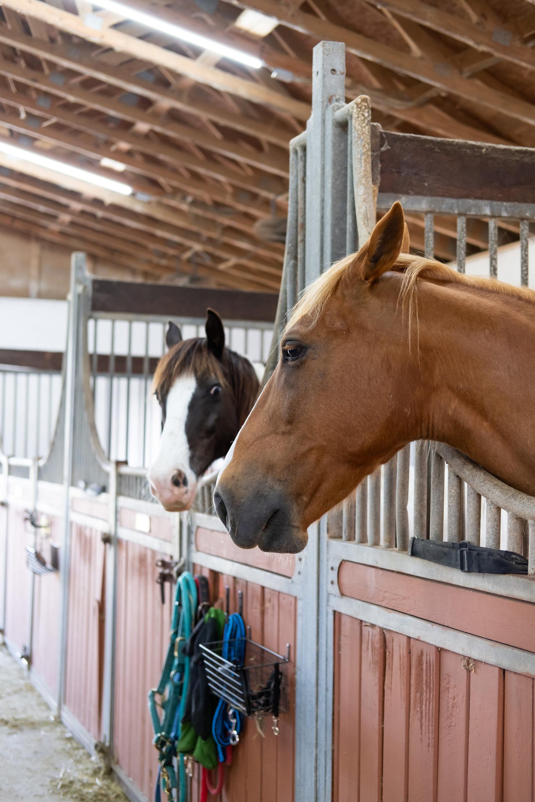 horses at the stable