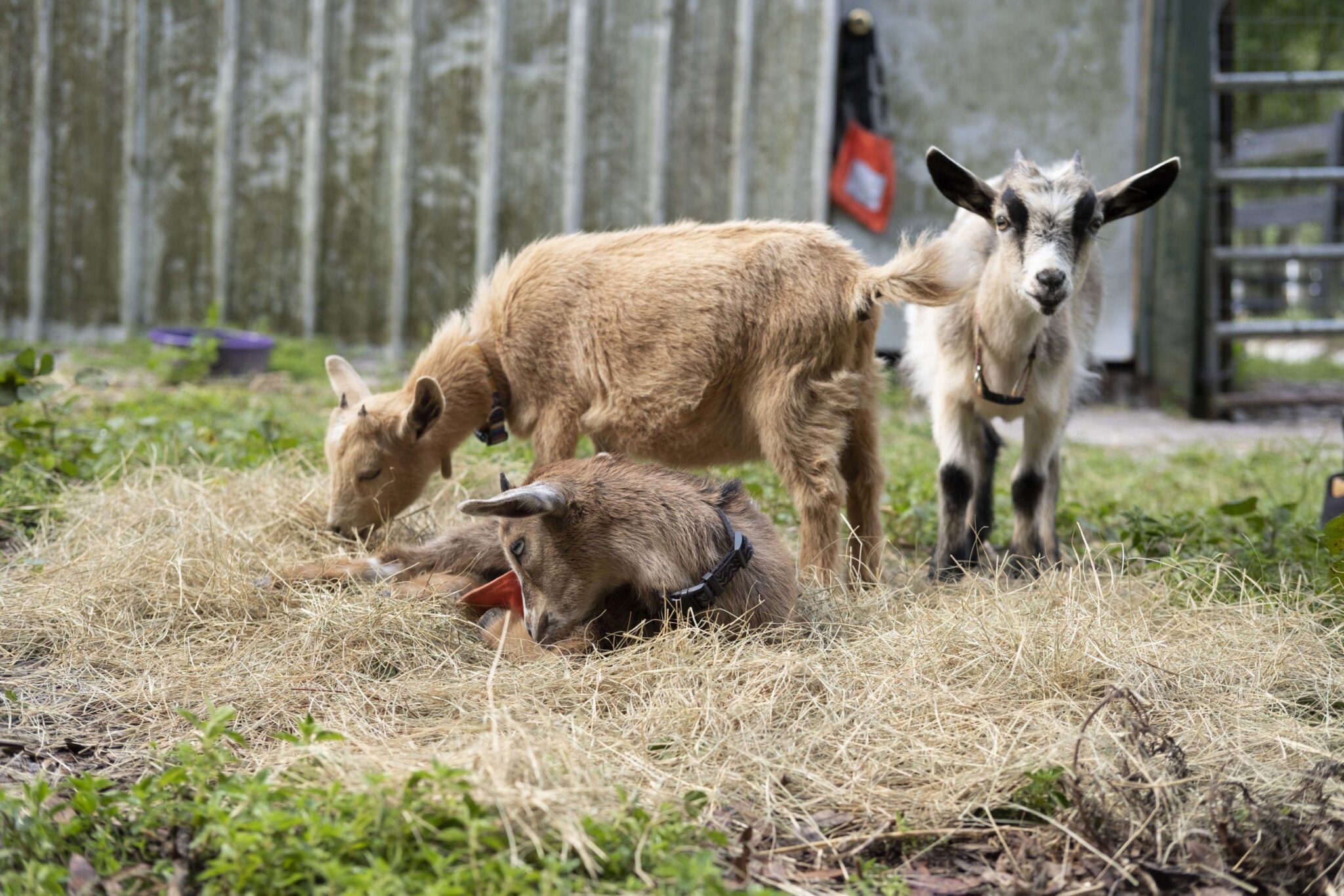 guided farm tour in sanford