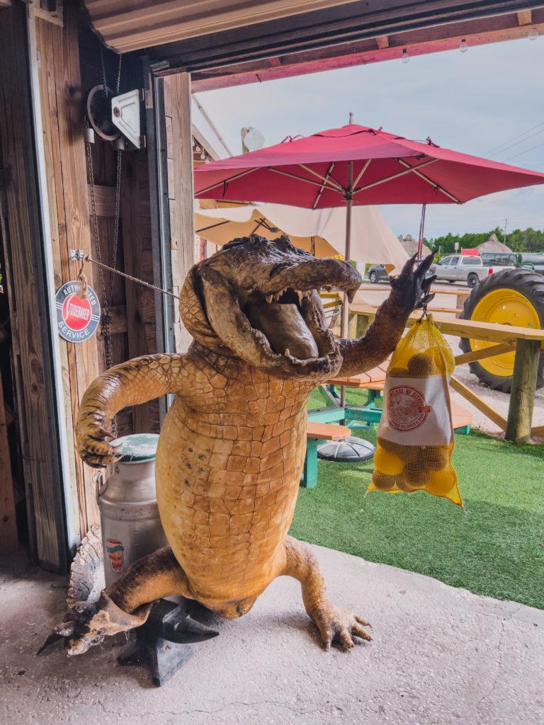 gator holding bag of florida oranges