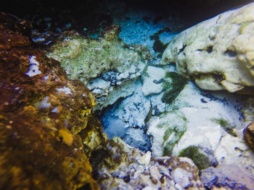 alexander springs ocala