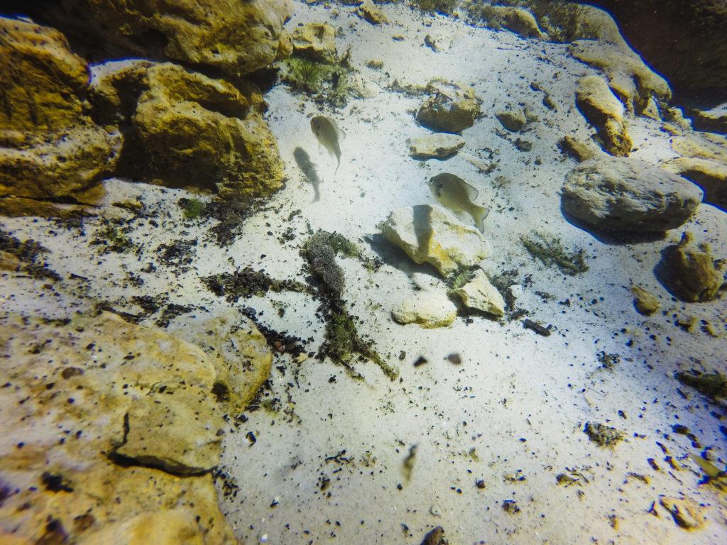 scuba diving in florida springs