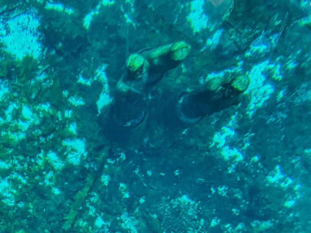 Historic Glass Bottom Boat Tour in Silver Springs Next Stop Adventures