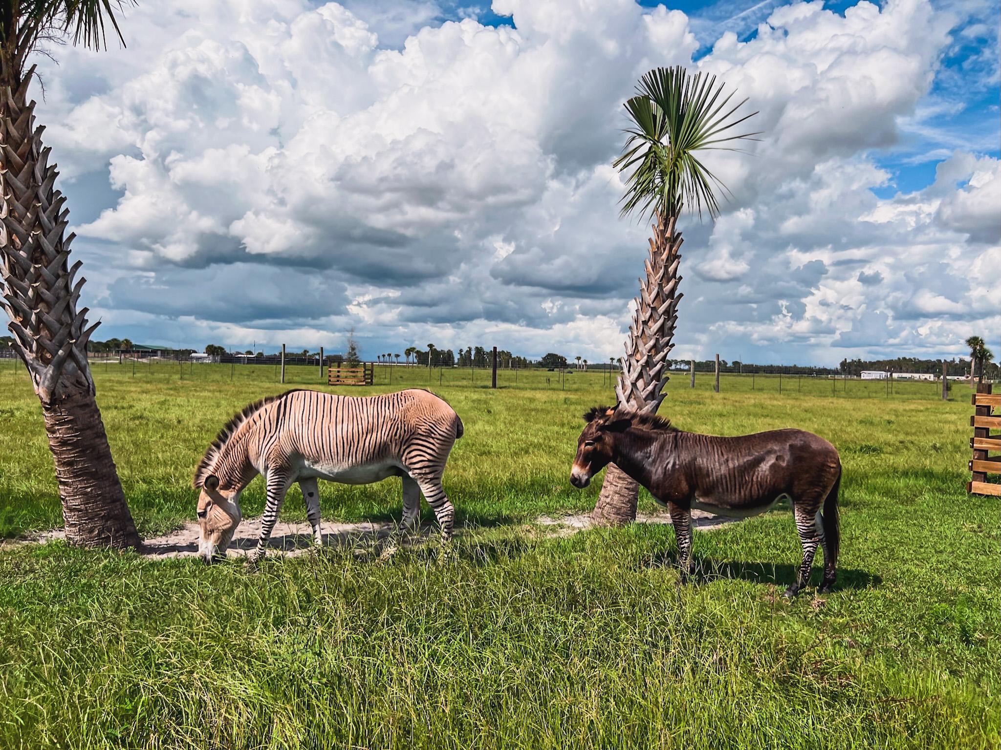 wild florida drive-thru safari