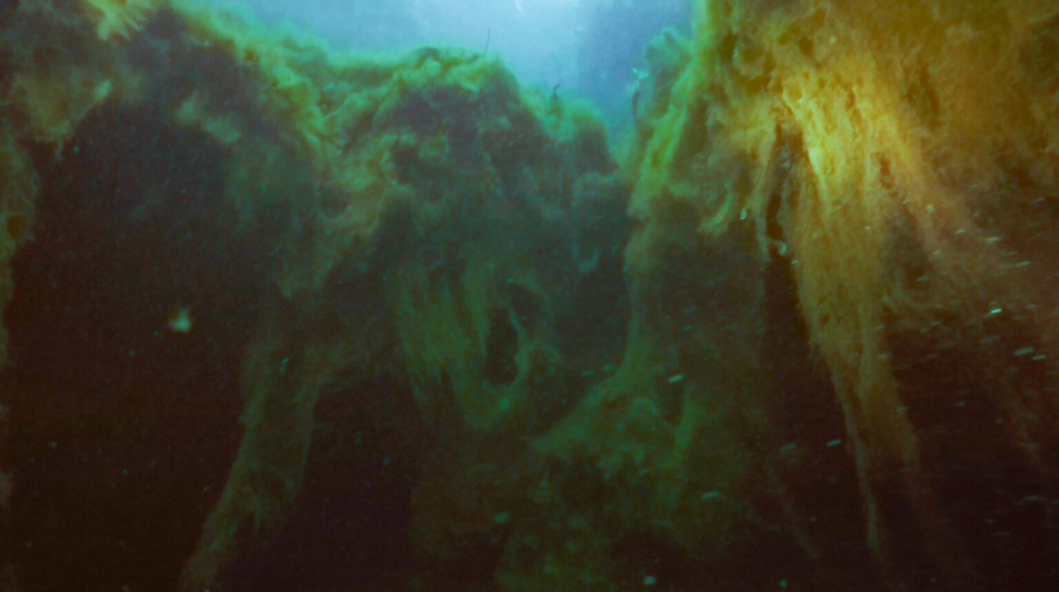 Dive Into An Epic Adventure At These 8 Incredible Florida Springs For