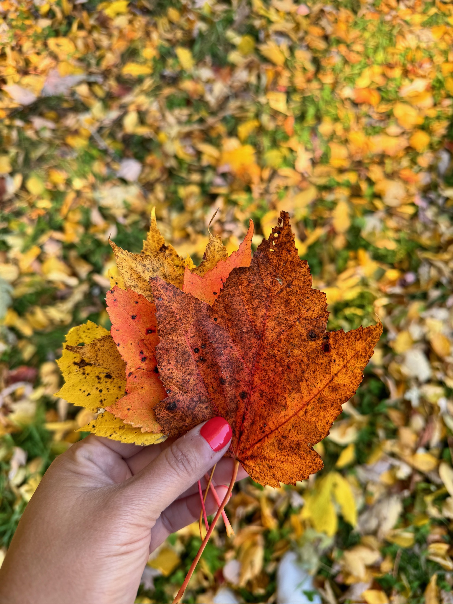 Me holding beautiful autumn leaves