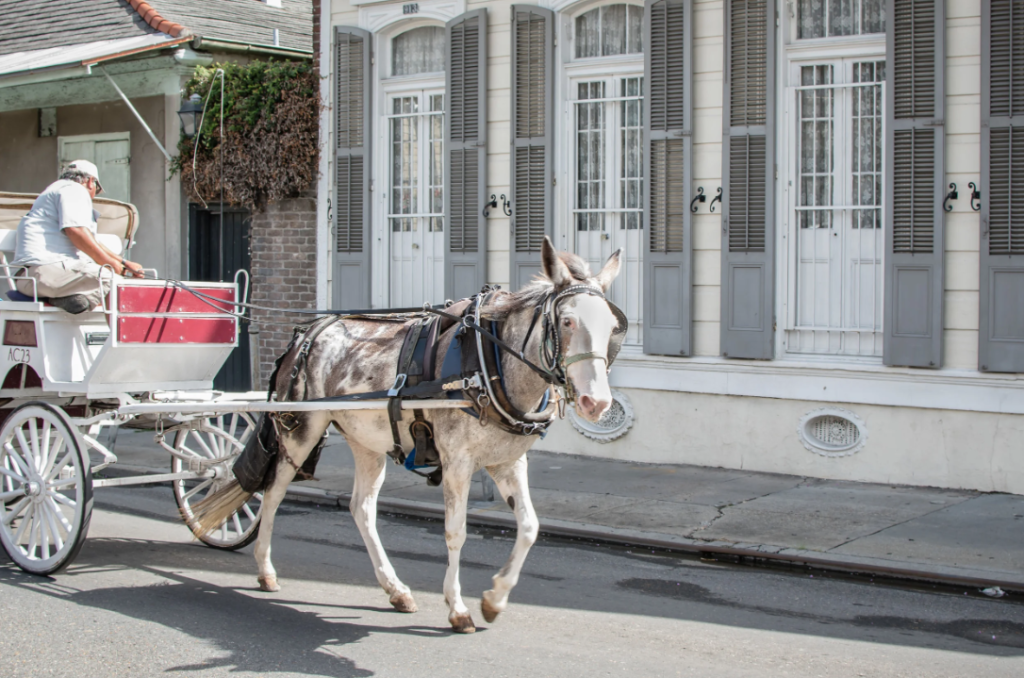 Horse-drawn carriage passing through the French Quarter in New Orleans, with historic buildings and ironwork balconies in the background