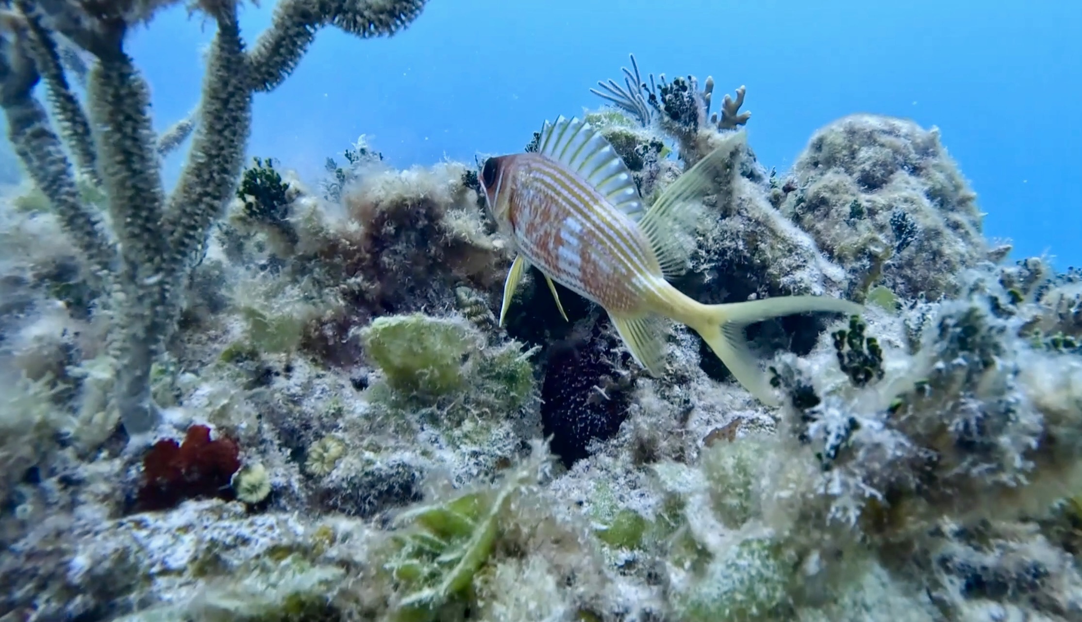 Lion fish in Bahamas