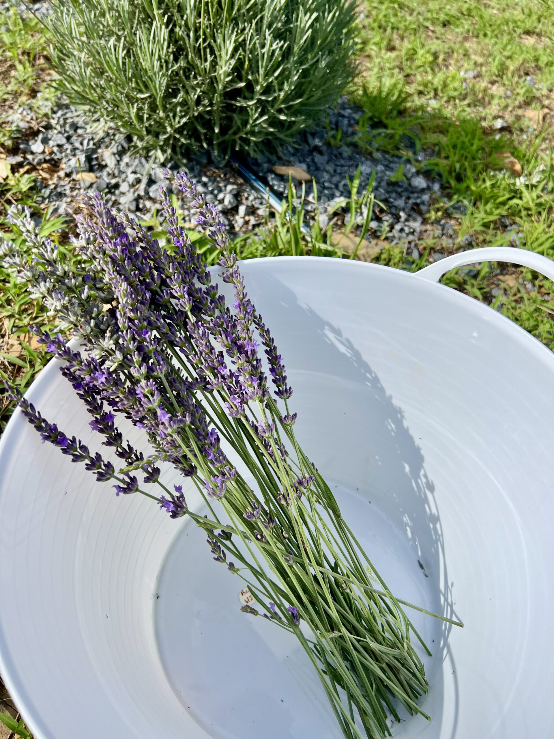 lavender bundle inside a white bucket