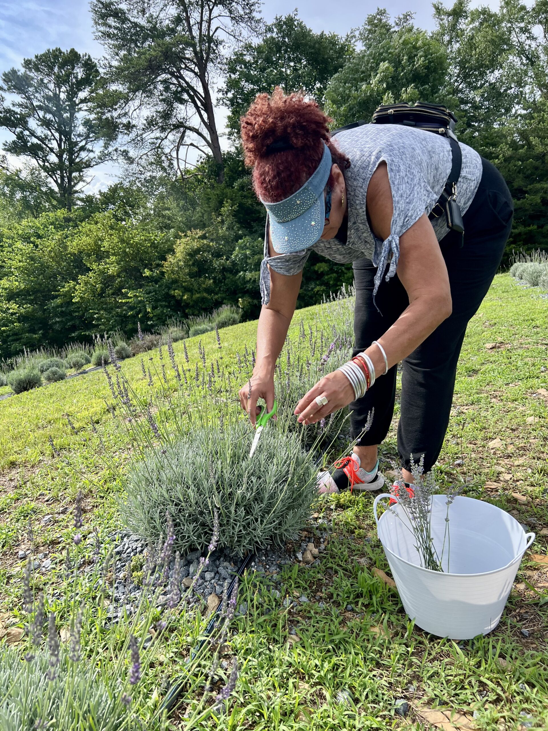 cutting lavender in North Georgia