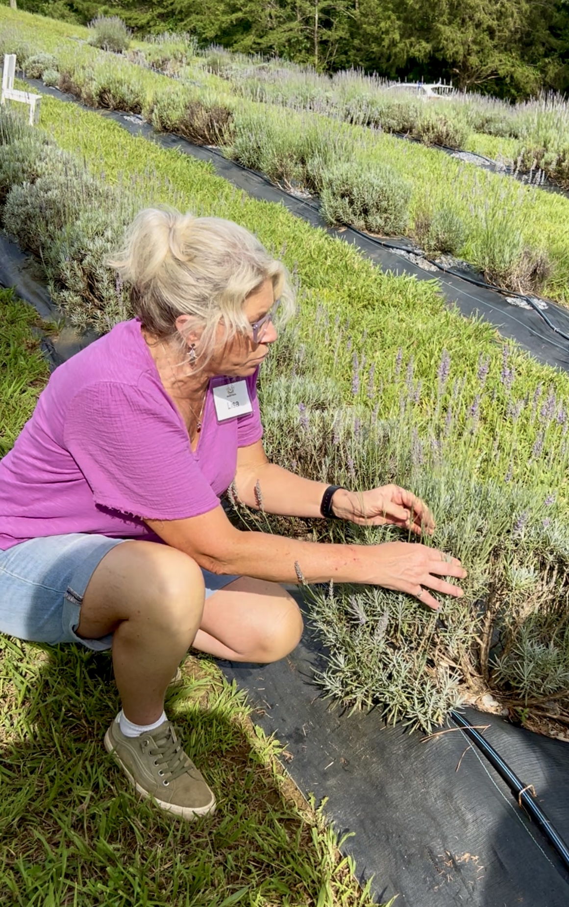 Saddle Creek Farm owner Lisa explaining how. to cut the lavender