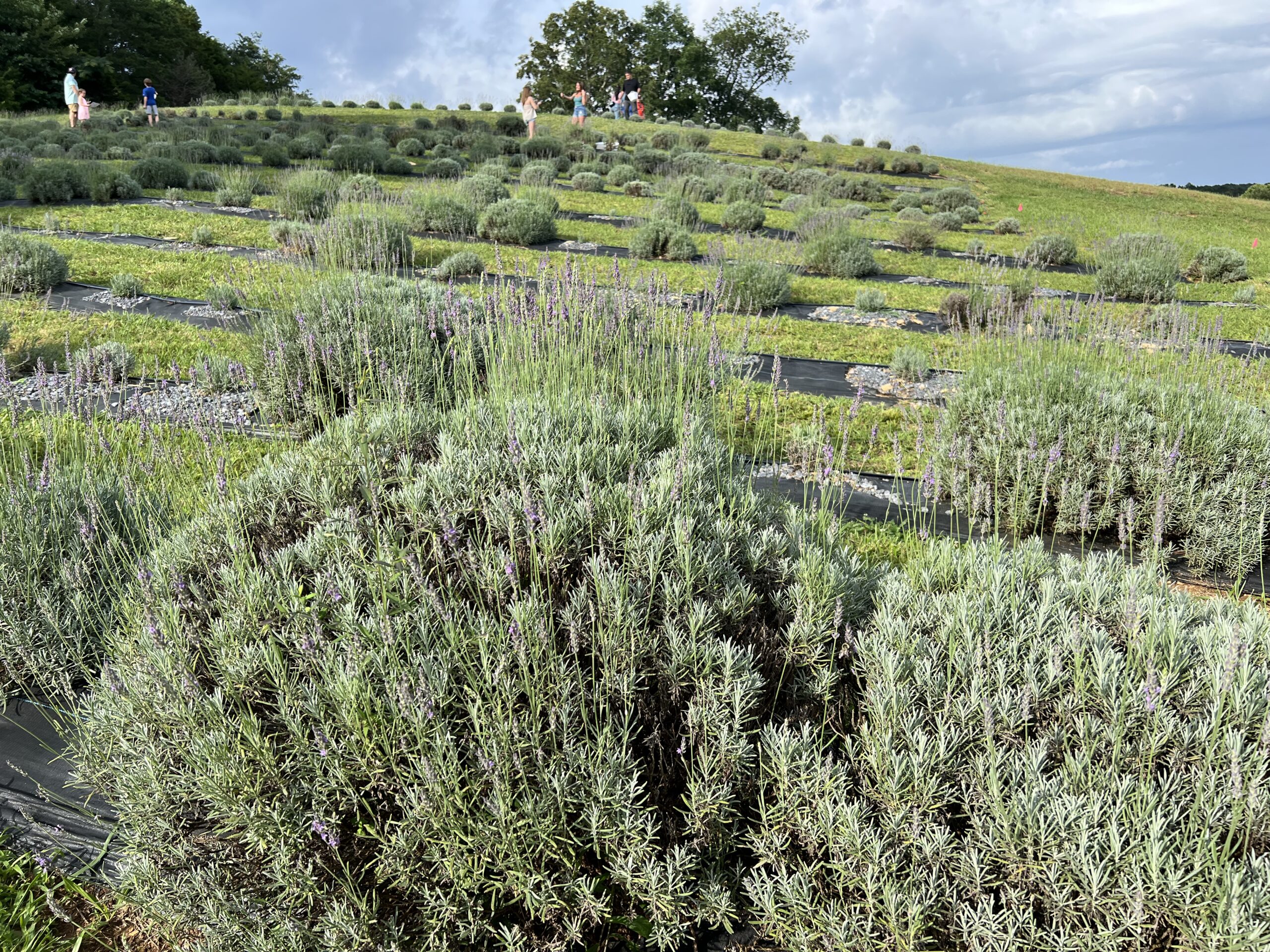 day trip to lavender farm in North Georgia