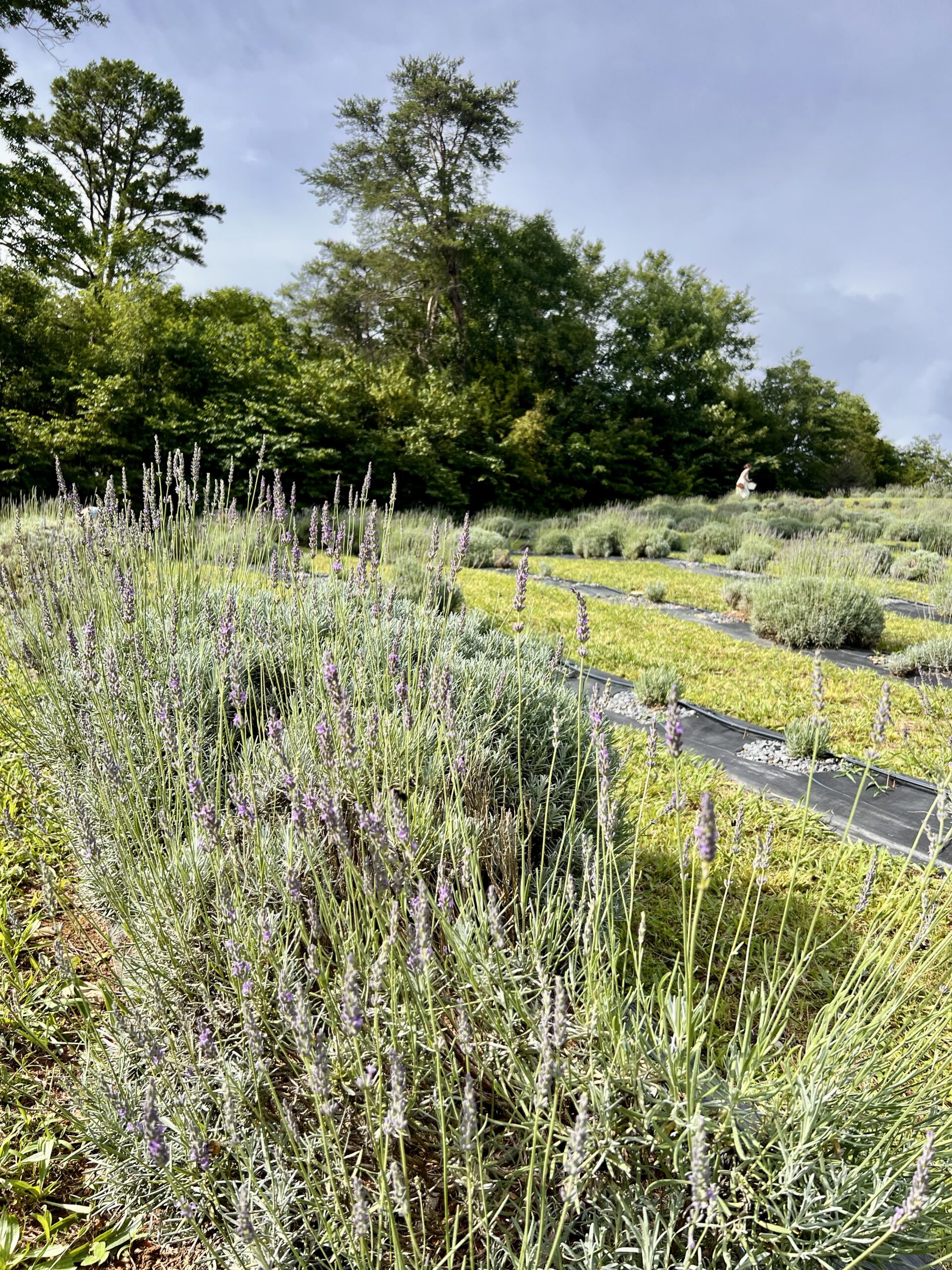 rows of lavender at a farm in North Georgia
