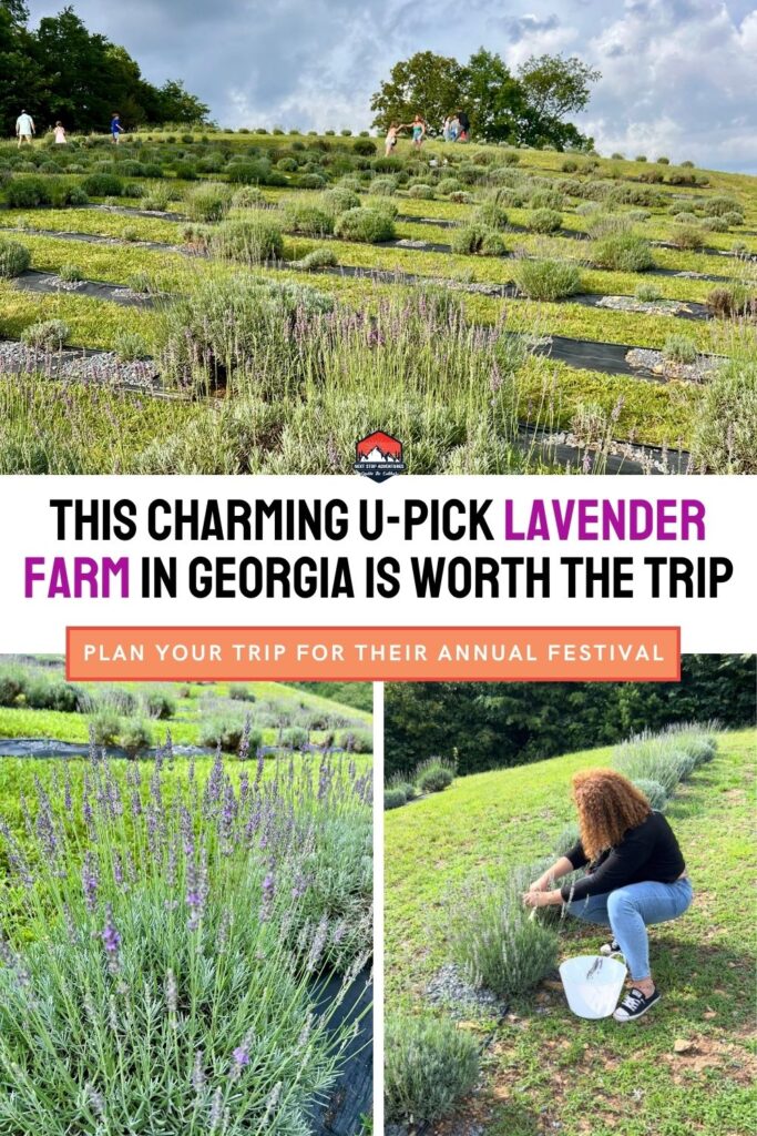 lavender farm in North Georgia worth the visit