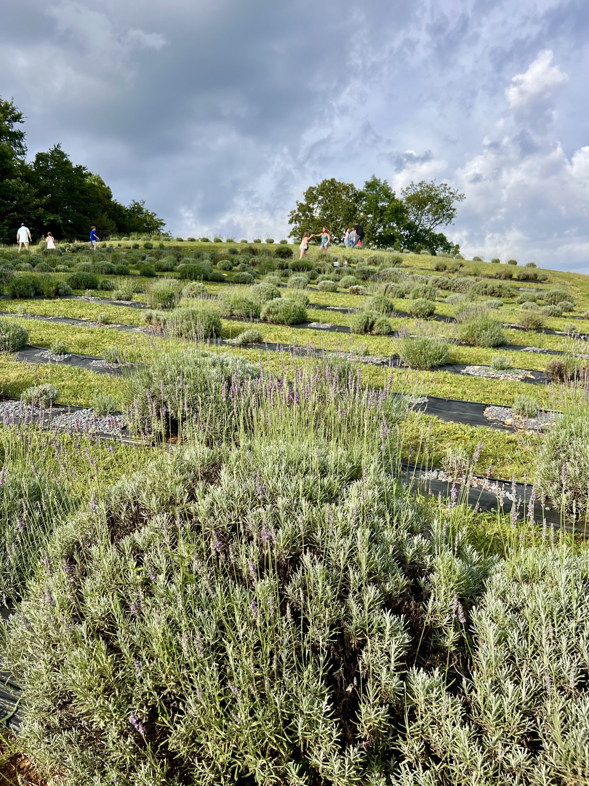 lavender u-pick at Saddle Creek Farm