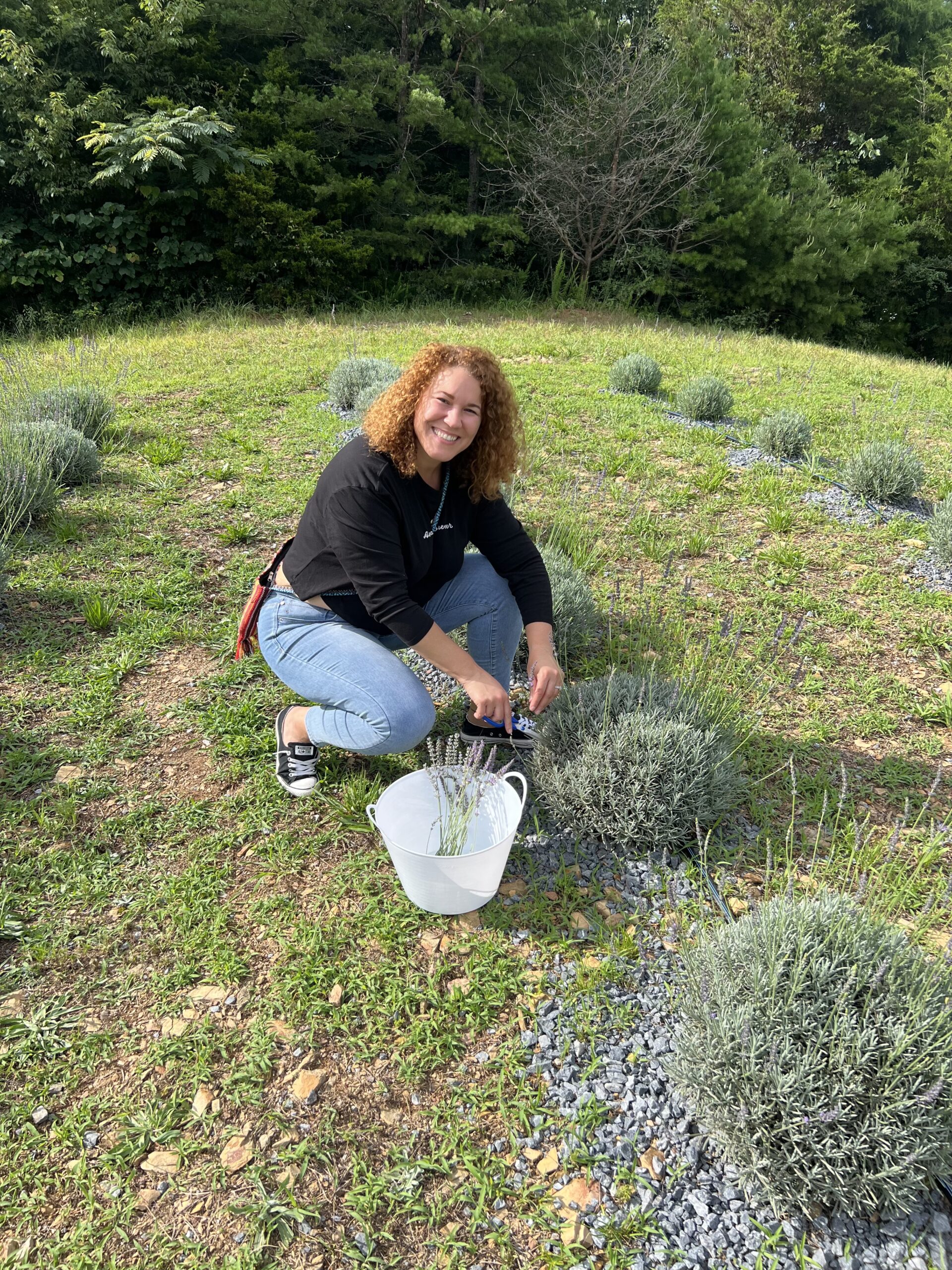 my first time cutting lavender at a farm