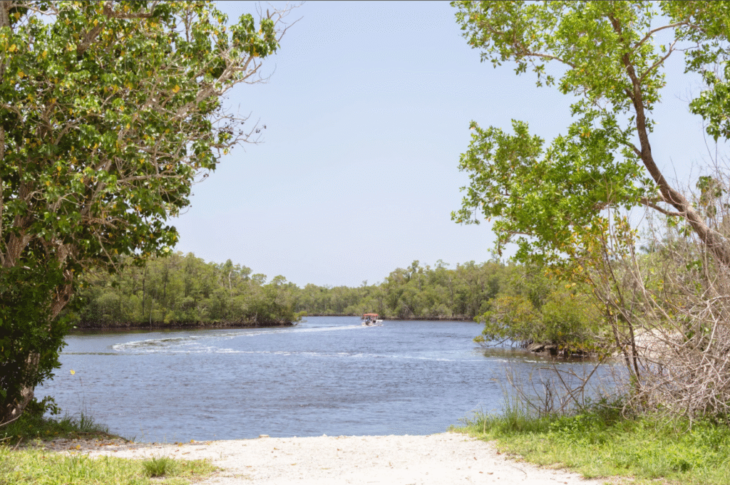 the Everglades in Florida