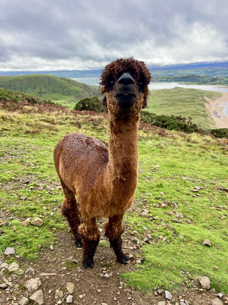 Fluffy alpaca at Knockamanny Bends overlooking Five Fingers Strand Ireland