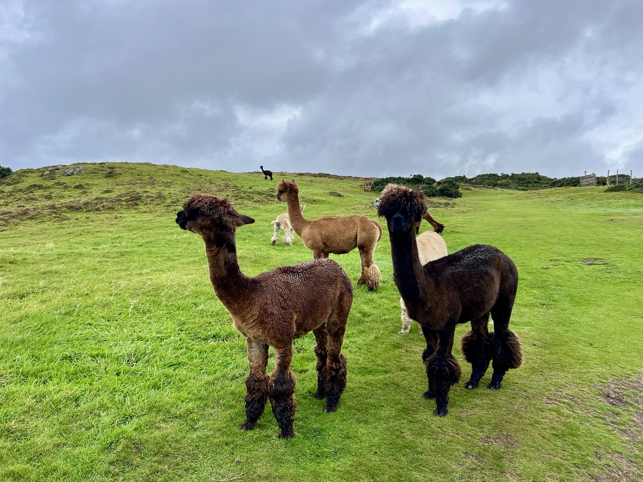 Alpaca at Wild Alpaca Way with Atlantic Ocean views at Malin Head Ireland