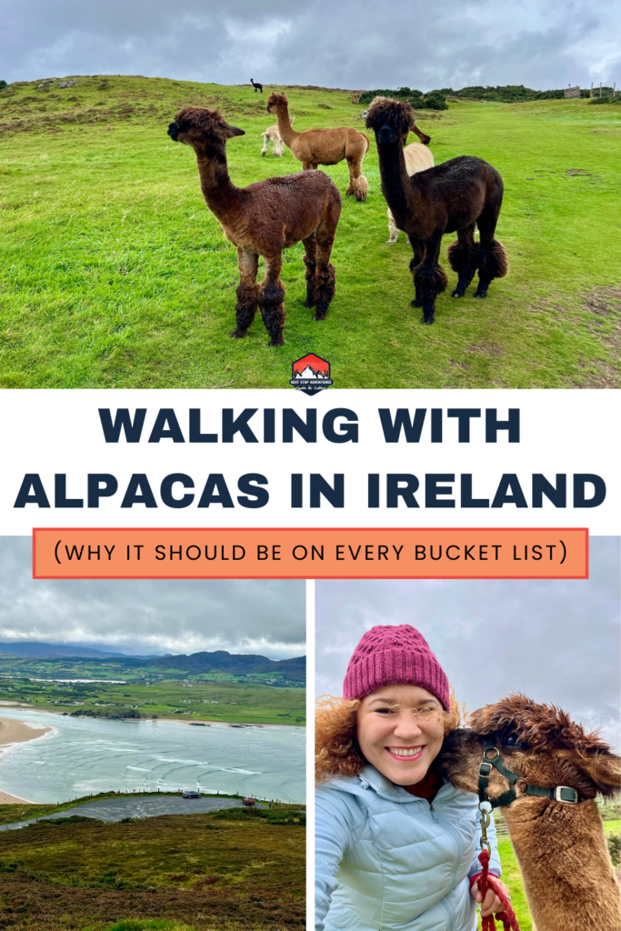 Alpacas at Wild Alpaca Way with Atlantic Ocean views at Malin Head Ireland
