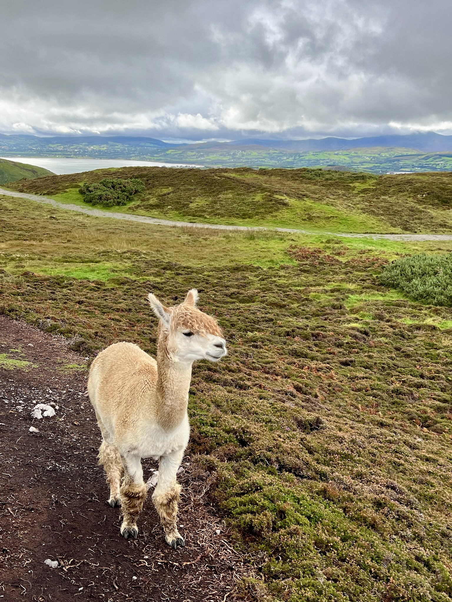 Alpacas at Malin Head Ireland