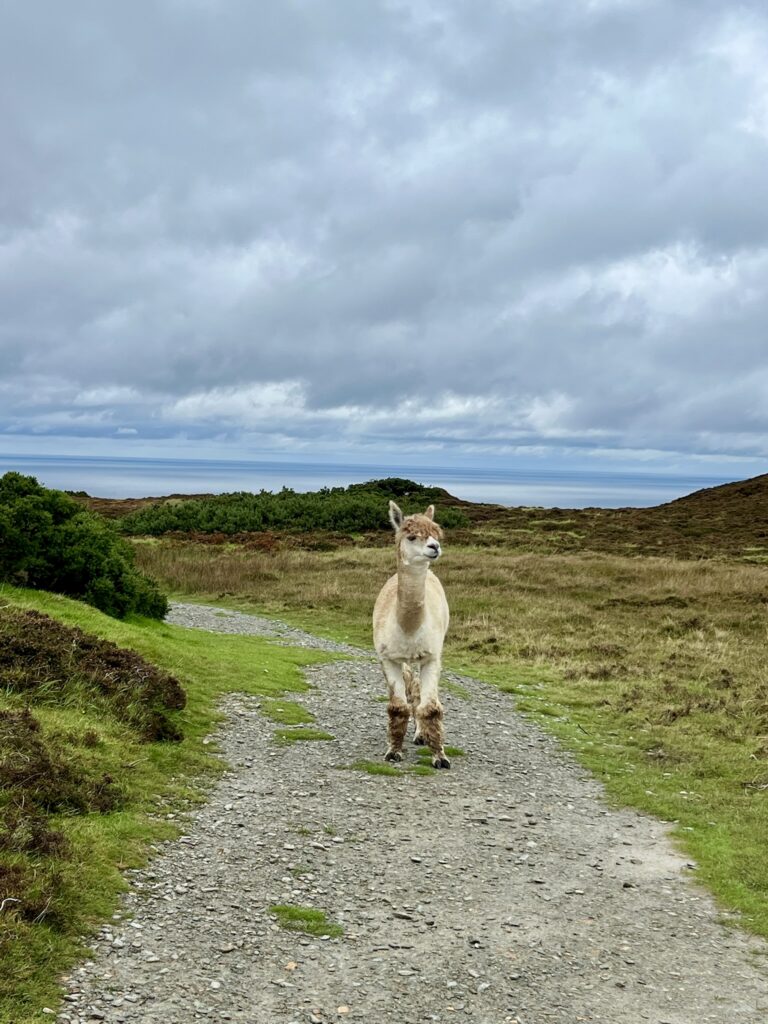 Fluffy alpaca at Malin Head Ireland