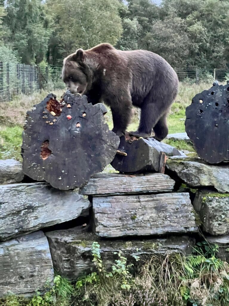 Playful bear at Wild Ireland Park